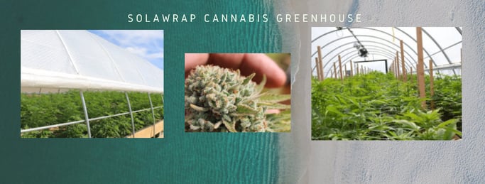SolaWrap Greenhouse film excels, especially for cannabis cultivation
