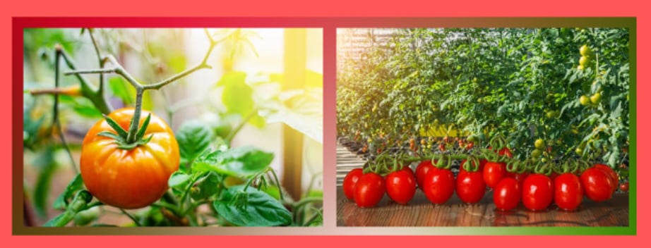Greenhouse vs. outdoor tomato cultivation